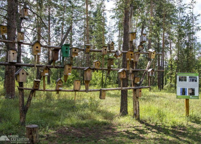 Сосна-Великанша (Бузулукский бор). Фотография 4