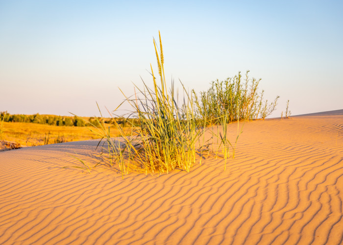 Голубинские Пески. Фото 2