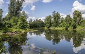 Lake Cholernoye (Buzuluksky pine forest)