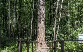 Giant Pine (Buzuluksky Forest)