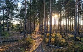 Meshchera National Park