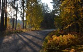 Muransky pine forest