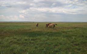 Przewalski's Horse Reintroduction Center