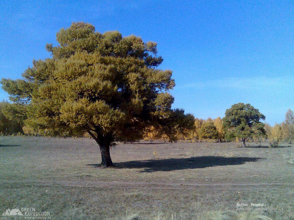 Кужановские лиственницы — photo 2