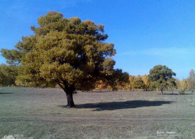 Кужановские лиственницы. Фотография 2