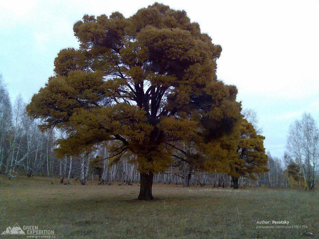 Кужановские лиственницы — photo 3
