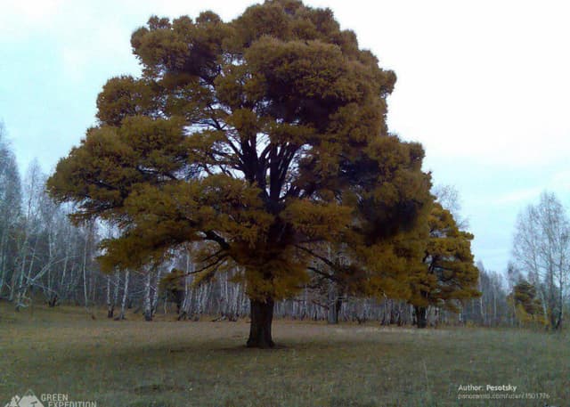 Кужановские лиственницы. Фотография 3
