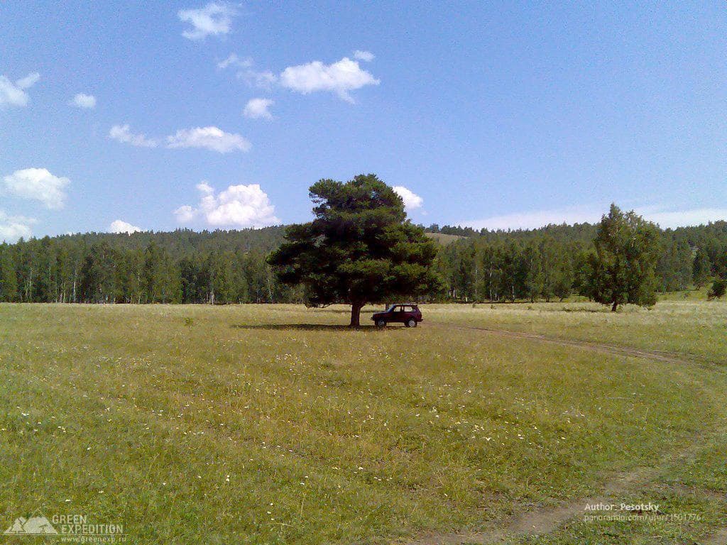 Кужановские лиственницы — photo 1