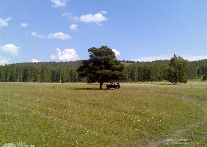 Кужановские лиственницы. Фотография 1
