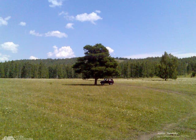 Кужановские лиственницы. Фотография 1