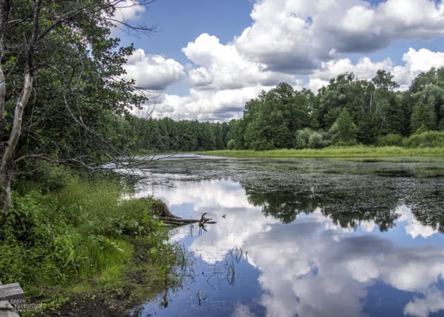 Озеро Студеное (Бузулукский бор). Фотография 1