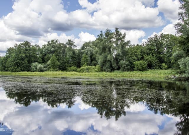 Озеро Студеное (Бузулукский бор). Фотография 2