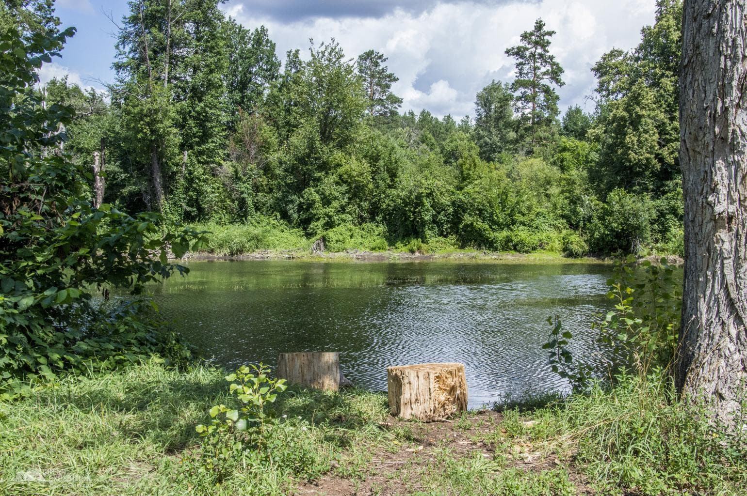 Lake Cholernoye (Buzuluksky pine forest) — photo 2