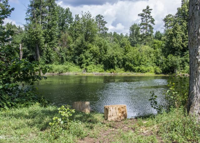 Озеро Холерное (Бузулукский бор). Фотография 2