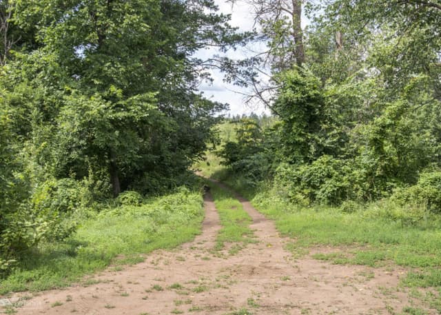 Озеро Холерное (Бузулукский бор). Фотография 4