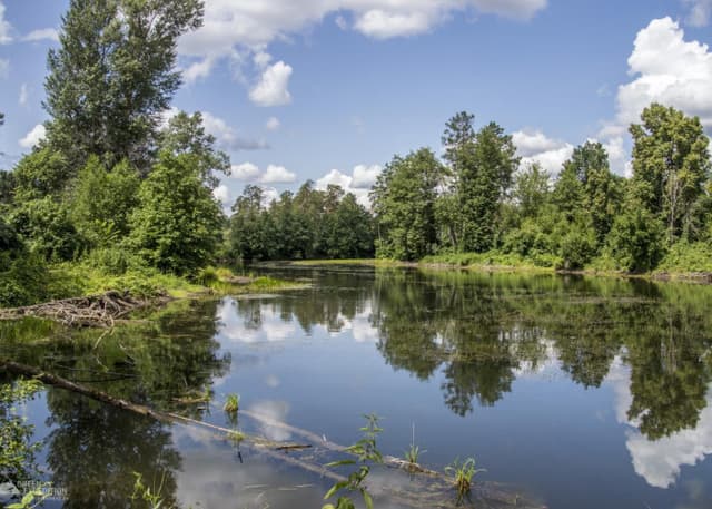 Озеро Холерное (Бузулукский бор). Фотография 1
