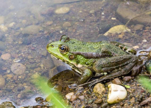 Пляж (Бузулук). Фотография 3