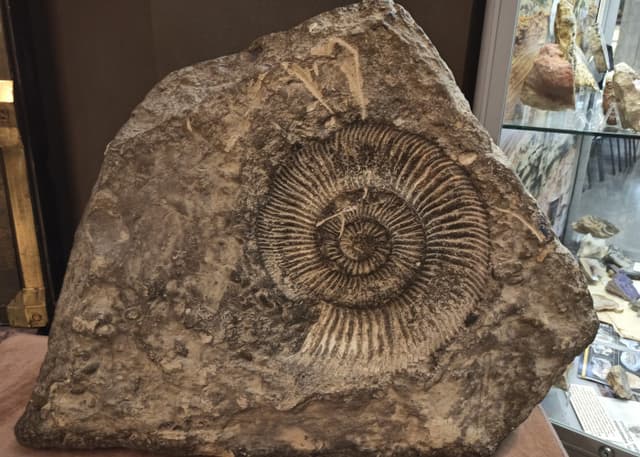 Самарский краеведческий музей Алабина. Фотография 1