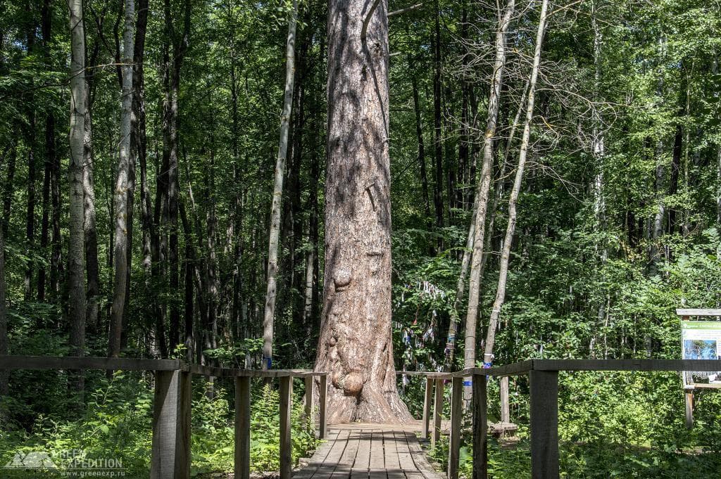 Giant Pine (Buzuluksky Forest) — photo 2