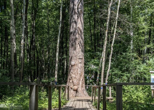 Сосна-Великанша (Бузулукский бор). Фотография 2