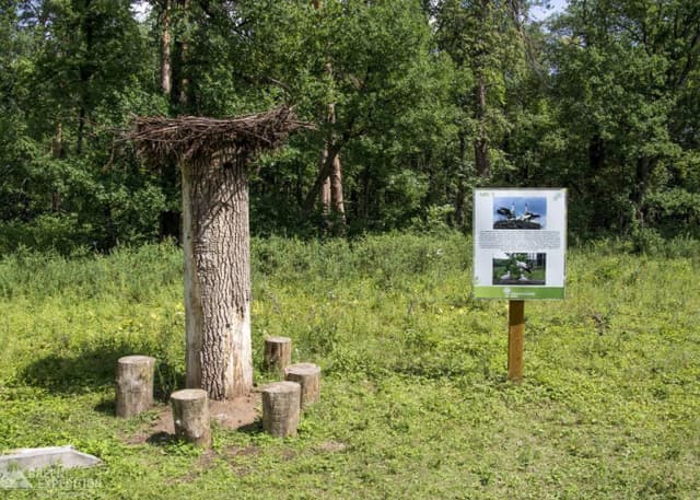 Сосна-Великанша (Бузулукский бор). Фотография 5