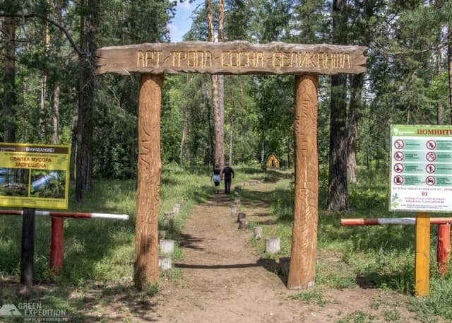 Сосна-Великанша (Бузулукский бор). Фотография 1