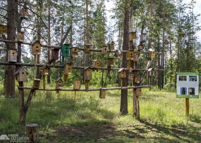 Сосна-Великанша (Бузулукский бор). Фотография 4