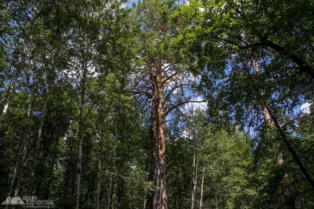 Giant Pine (Buzuluksky Forest) — photo 3