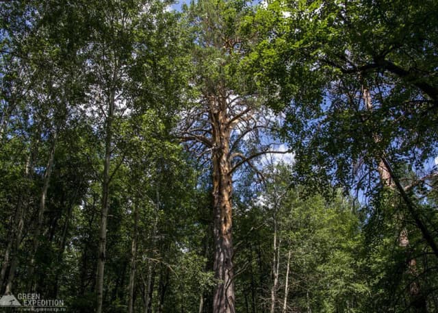 Сосна-Великанша (Бузулукский бор). Фотография 3