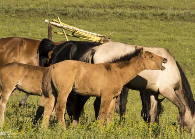 Ямашлинское водохранилище. Фотография 8
