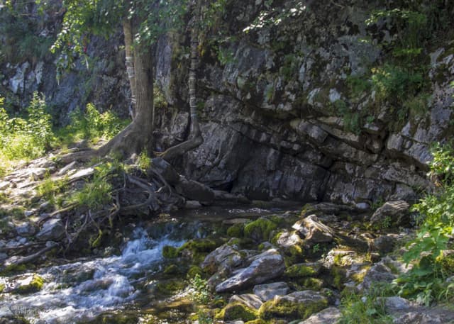 Грифон Таравал. Фотография 3