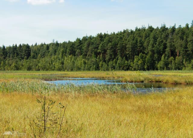 Озеро "Мертвое". Фотография 4