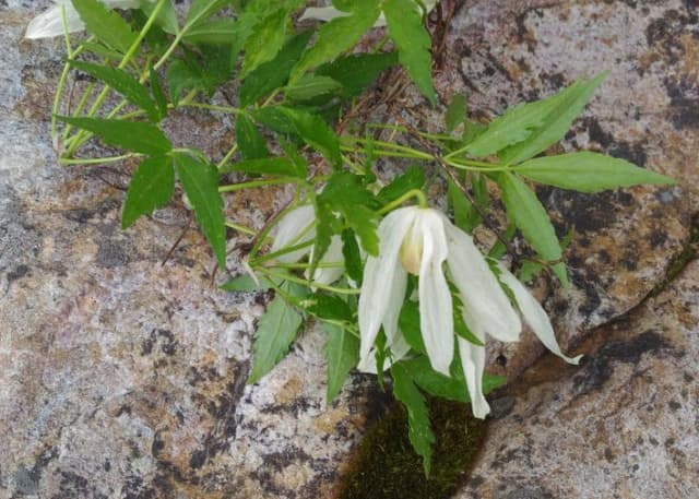 Каменная река, Курум. Фотография 1