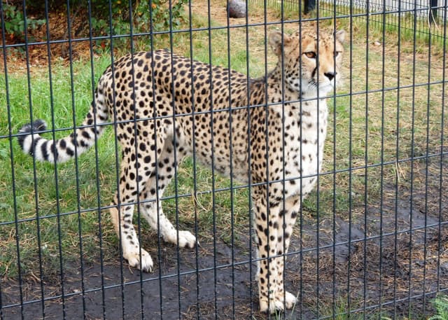 Челябинский зоопарк. Фотография 7