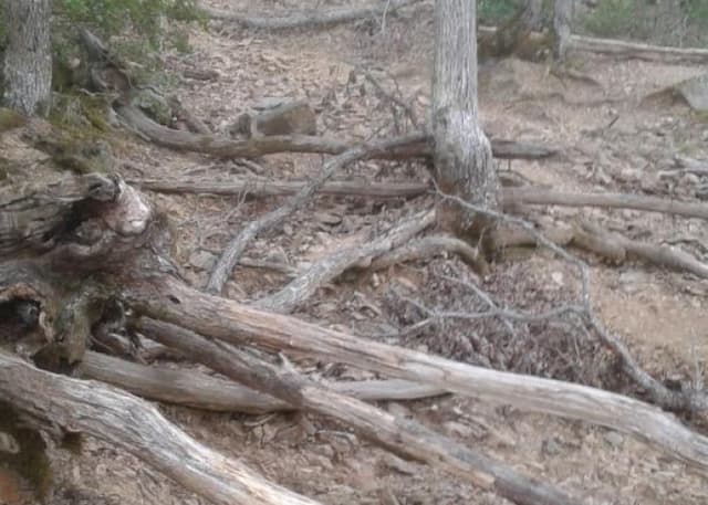 Аю-Даг. Фотография 2