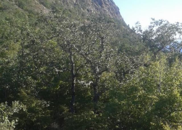 Аю-Даг. Фотография 1