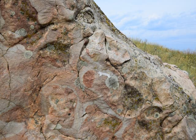 Камышинские уши. Фотография 2