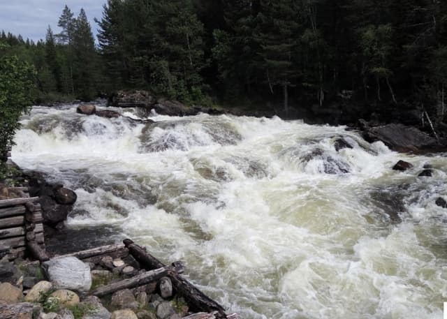 Черный падун. Фотография 1