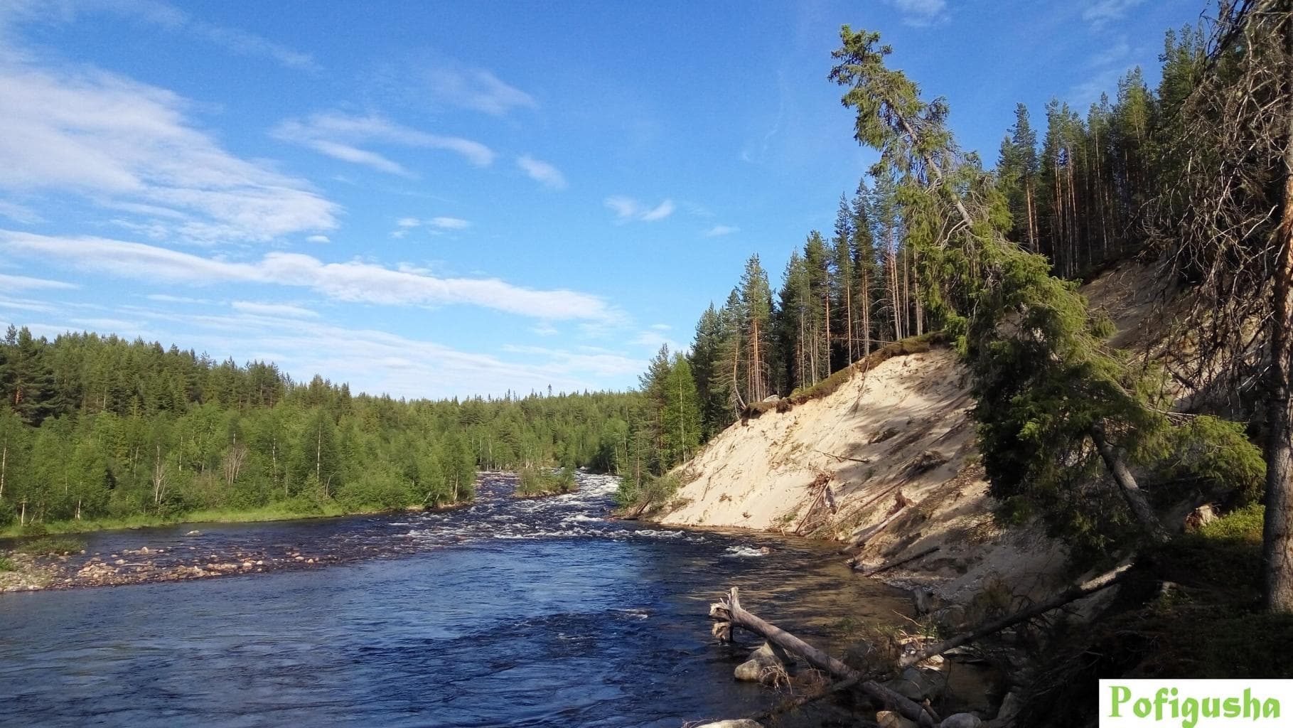 Черный падун — photo 2