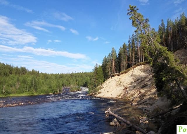 Черный падун. Фотография 2