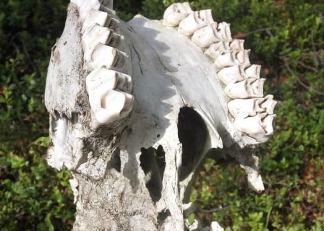 Умба. Фотография 2