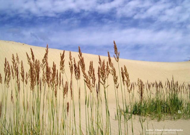 Рукотворная пустыня. Фотография 1