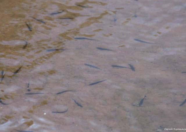 Сорочинское водохранилище. Фотография 4