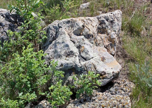 Медвежий лоб. Фотография 5