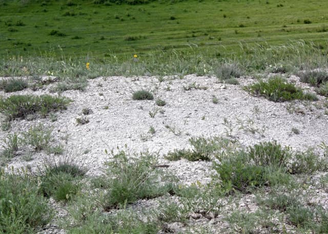 Чесноковские меловые горы. Фотография 3