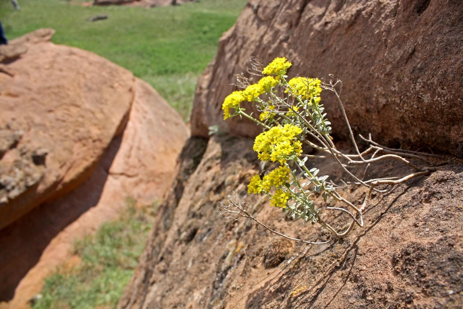 Самангульские красные камни — photo 2