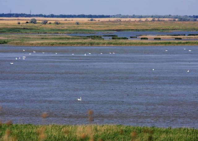 Астанинские плавни. Фотография 3