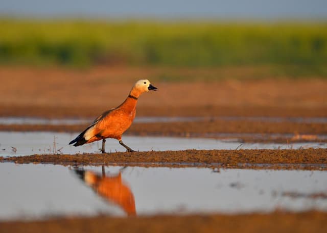 Астанинские плавни. Фотография 2