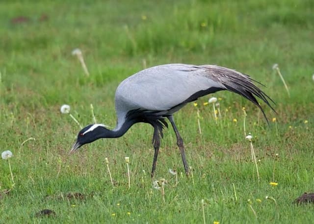 Астанинские плавни. Фотография 1