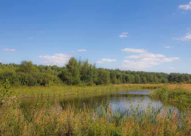 Понаринский пруд. Фотография 2
